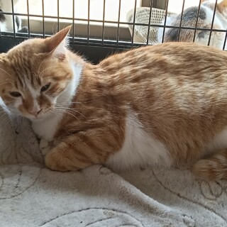 穏やかな茶白君3歳　みんなと仲良くできます。