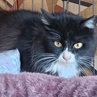 長毛ゴージャス黒白タキシード柄女の子一歳