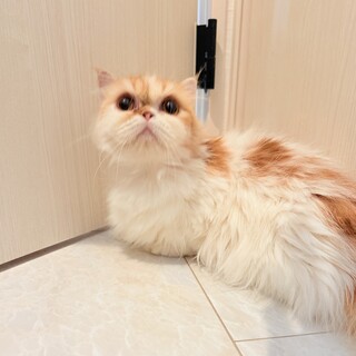 ミヌエット短足