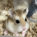 ロボロフスキーハムスターの女の子（ここちゃん）