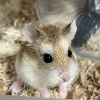 ロボロフスキーハムスターの女の子（ここちゃん）