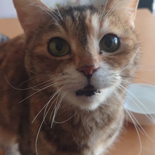 飼い主が施設入居の為