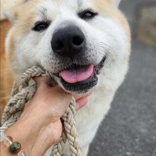 めっちゃ性格のいい秋田犬です