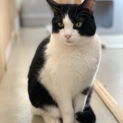 【千葉県船橋市】和風猫本舗☆保護猫譲渡会