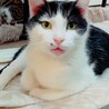 【4月18日譲渡会参加】黒白猫のココくん