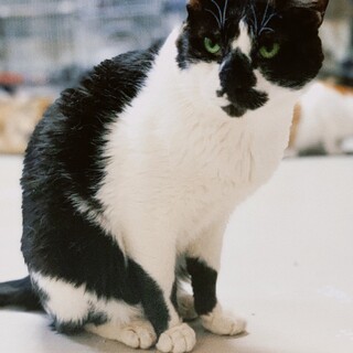 【4月18日譲渡会参加】りんご猫黒白のコアラくん