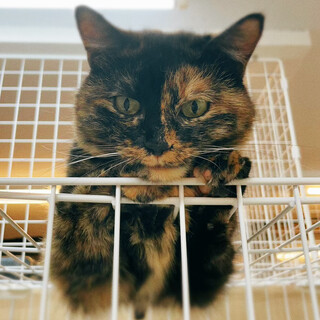 【4月18日譲渡会参加】サビ猫のミモちゃん