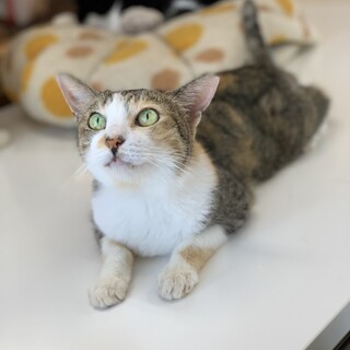 【4月18日譲渡会参加】三毛ちゃん、フタバちゃん