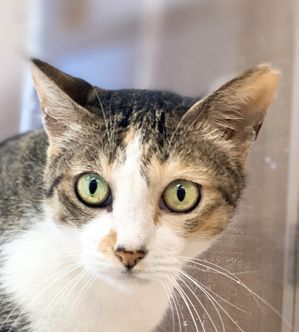 【4月18日譲渡会参加】三毛ちゃん、フタバちゃん サムネイル7