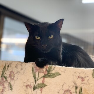 【4月18日譲渡会参加】とても怖がりやさんあきくん