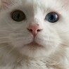 のんさん。