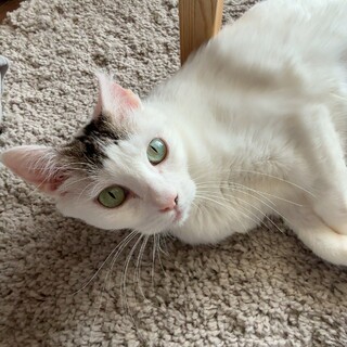 ゴツンゴツンと頭突きで愛情表現の可愛い子