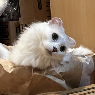 凄く可愛いスコティッシュ