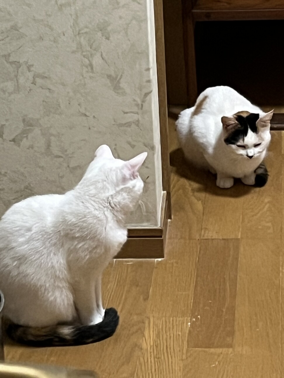 丸顔子猫ちゃん姉妹 サムネイル2