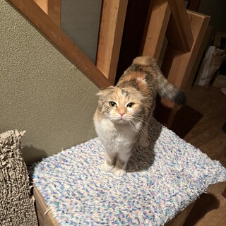 可愛いいスコティッシュ一歳のこ