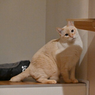 マリン：ベージュのシャム系　食いしん坊な男の子