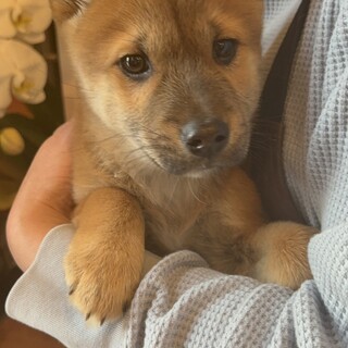 怖がりな男の子の『ボブ』くん^o^