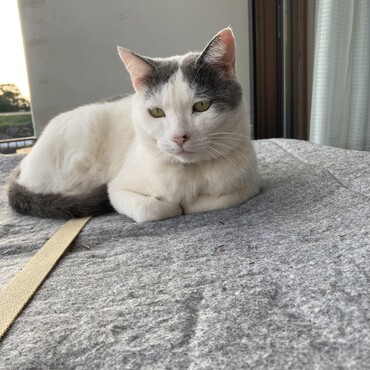 ミラージュ　３月１１日　永眠　死因不明です　悲しくて・・