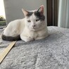 ミラージュ　３月１１日　永眠　死因不明です　悲しくて・・