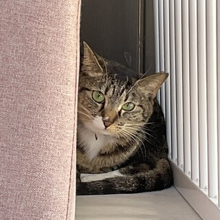 ローズ：まんまるお目目がかわいいキジ猫ちゃん