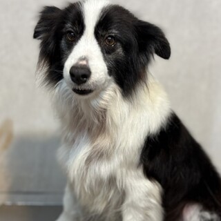 ボーダーコリーのサニー、募集開始です。