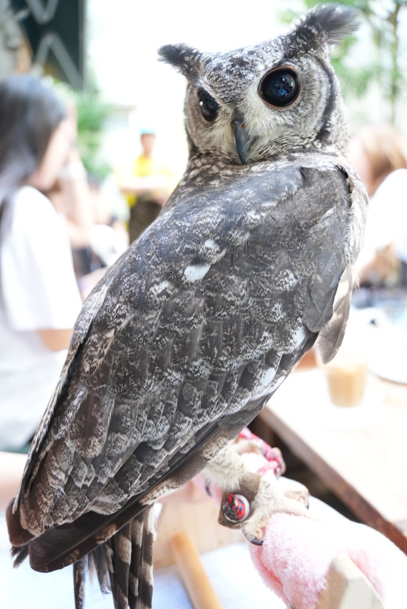 アビシニアンワシミミズクの譲渡」東京都 - 鳥の里親募集(537585