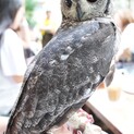 アビシニアンワシミミズクの譲渡