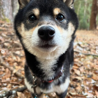 【トライアル決定】人馴れ抜群！甘えんぼの豆柴くん。