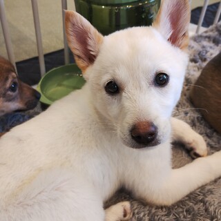 2ヶ月半の白い女の子【りそな】