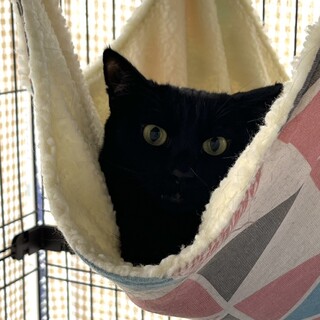 ザクロ：ハンモック大好き！かぎしっぽの女の子。