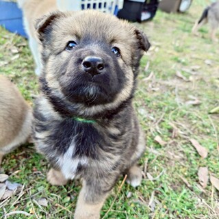 ふわふわ毛がチャームポイント【プーアール君】