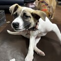 男性も女性も大好き！人懐こい仔犬