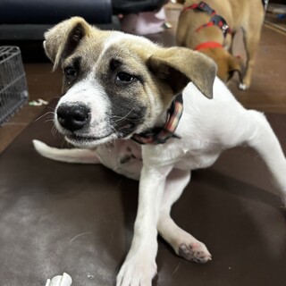 男性も女性も大好き！人懐こい仔犬