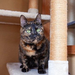 穏やかな性格、人馴れバッチリ女子、ふくちゃん♡