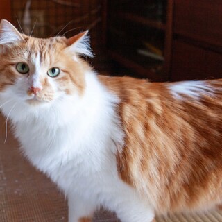 ゴージャス！少し臆病な長毛男子、ジョジョくん♡