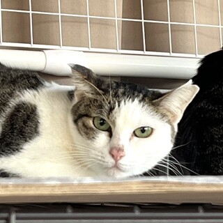 ルッコラ：ピンクのお鼻がかわいいキジ白の女の子