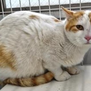 元飼い猫でも処分対象　収容期限3月23日迄