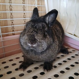 緊急急募！これ以上飼育不可ウサギ３羽まとめて！！！