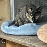 個性的なさびちゃん　ツバキやっこ7カ月 サムネイル5
