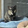 個性的なさびちゃん　ツバキやっこ7カ月 サムネイル6