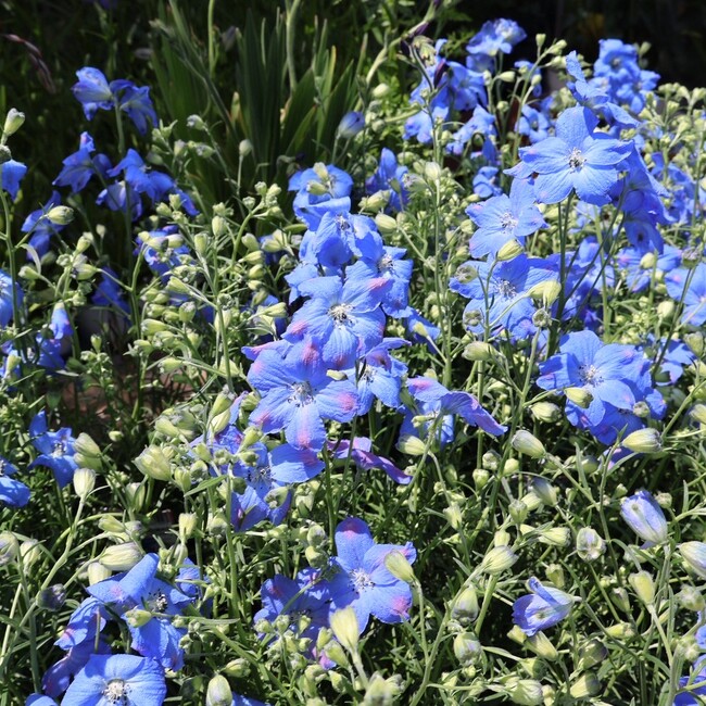 えだ豆きなこのカバー写真