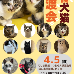 保護犬猫譲渡会クローバーの会