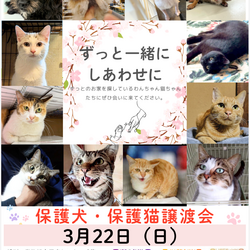 保護犬　猫の譲渡会