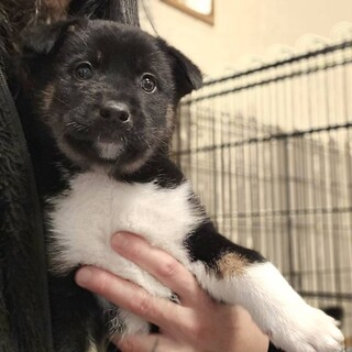 推定2.5ヶ月姉妹•燈