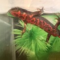 オス  アカハライモリ1匹里親募集