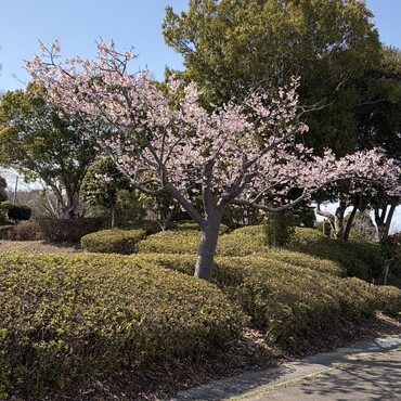 今年は桜が早い！今朝は２時20分に２匹のラスカル現る∑(ﾟДﾟ)監視カメラを見ていると…池に落ちてた(・・;)