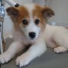 元野犬の可愛い女の子　ずっとの家族探しています。 サムネイル2