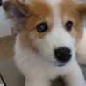 元野犬の可愛い女の子　ずっとの家族探しています。 サムネイル3