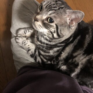 大きいけど頭突きで甘えてくるチビちゃんの里親募集