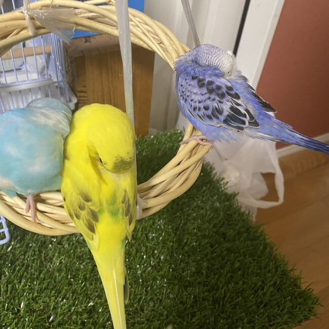 choco17のカバー写真